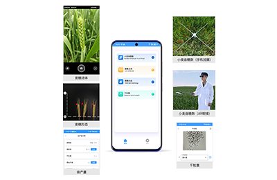 山南地区小麦亩穗数分析仪IN-XM02