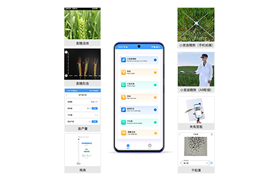 山南地区小麦表型测量仪IN-XM05